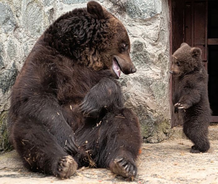 mother bear angry at her cub