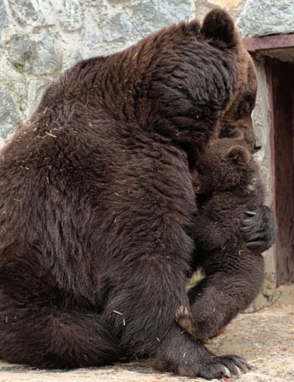 mother bear angry at her cub