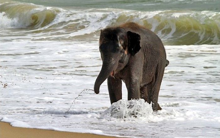 baby elephant on the beach at the sea