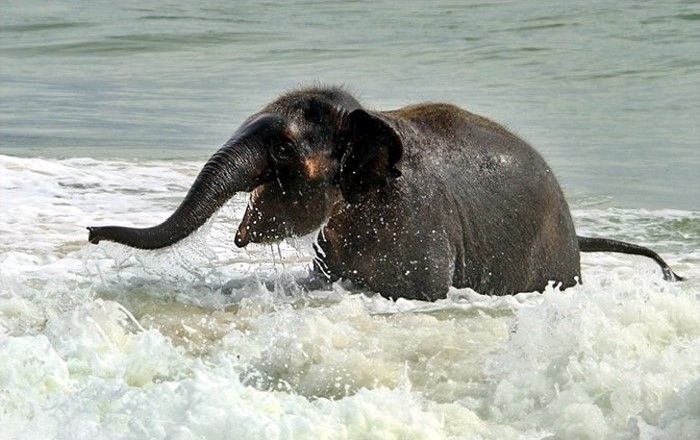 baby elephant on the beach at the sea