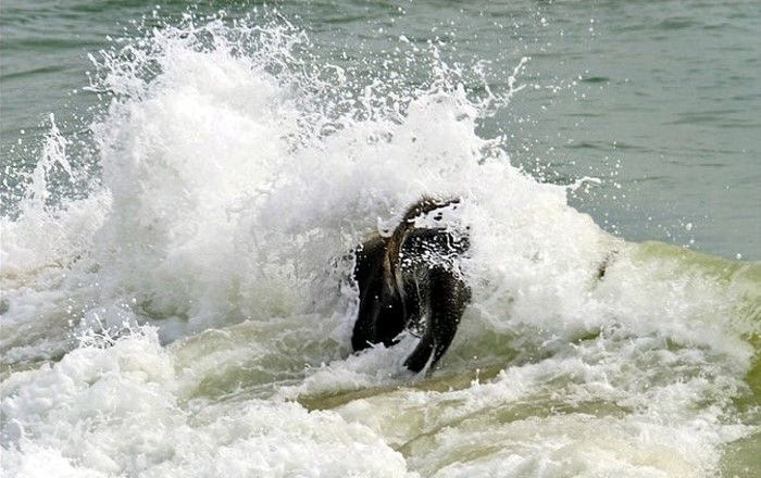 baby elephant on the beach at the sea