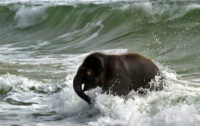 baby elephant on the beach at the sea