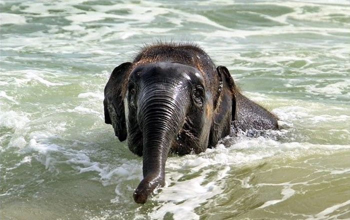 baby elephant on the beach at the sea