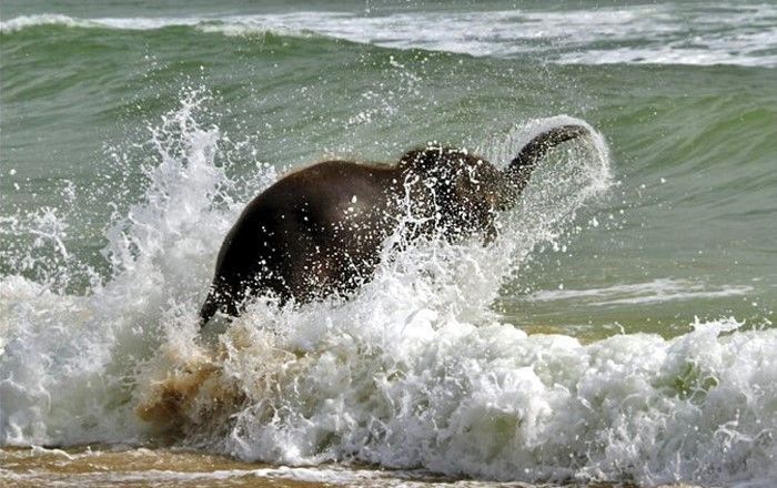 baby elephant on the beach at the sea