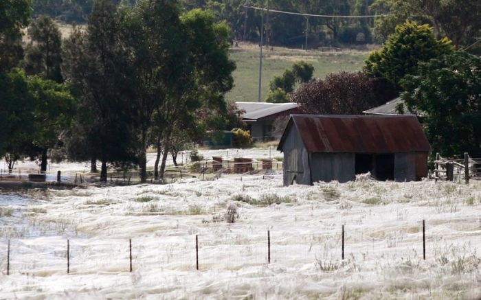 Spider invasion, Australia