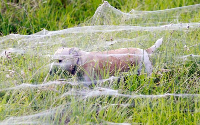 Spider invasion, Australia