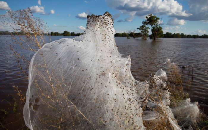 Spider invasion, Australia