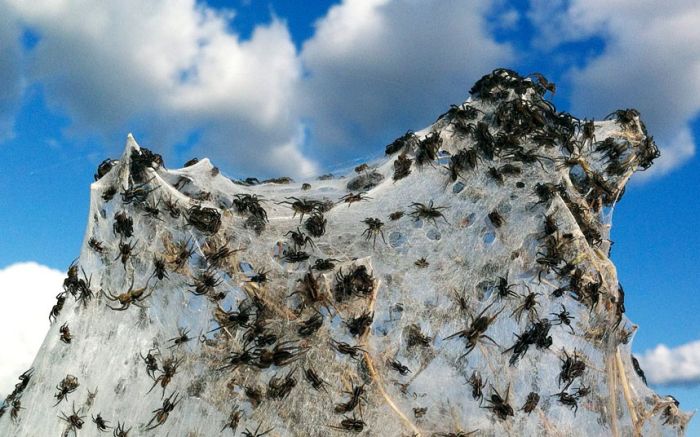 Spider invasion, Australia