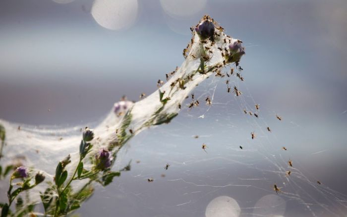 Spider invasion, Australia