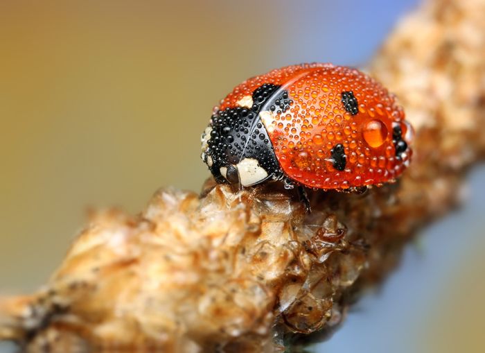 insect macro photography in the rain