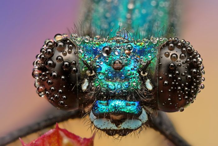 insect macro photography in the rain