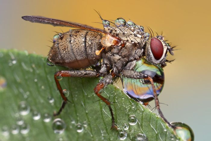 insect macro photography in the rain