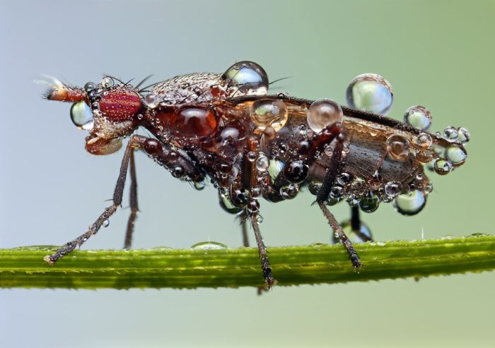 insect macro photography in the rain