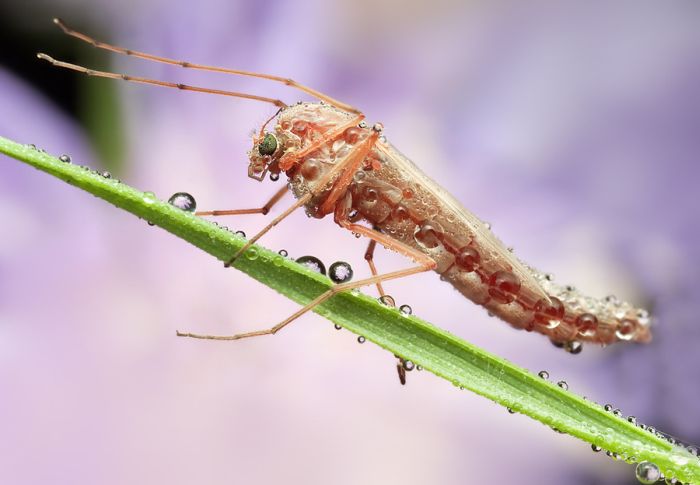 insect macro photography in the rain