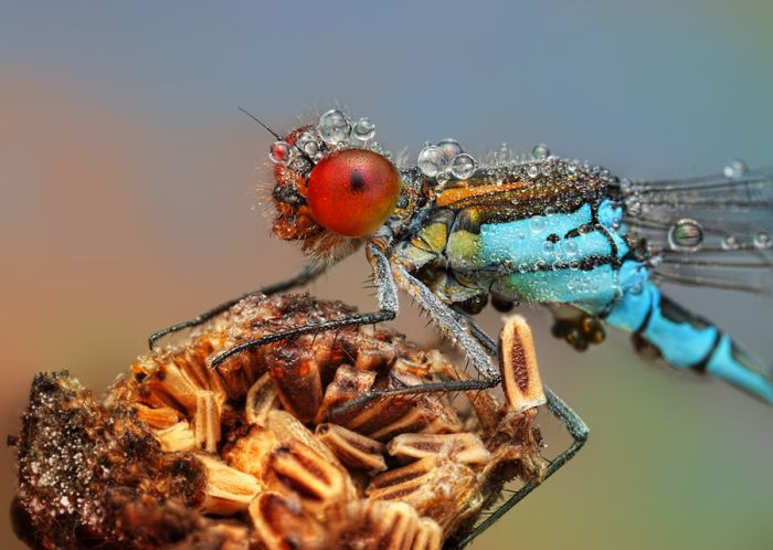 insect macro photography in the rain