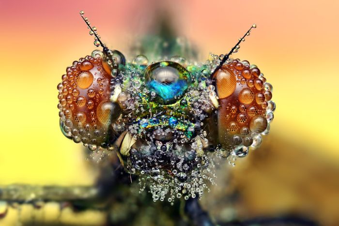 insect macro photography in the rain