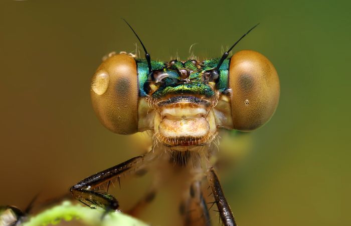 insect macro photography in the rain