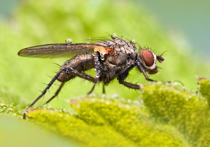 insect macro photography in the rain