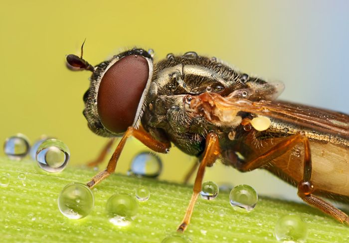 insect macro photography in the rain