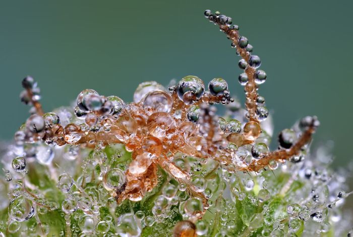 insect macro photography in the rain