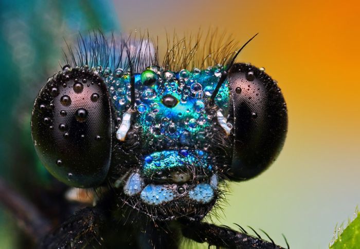 insect macro photography in the rain