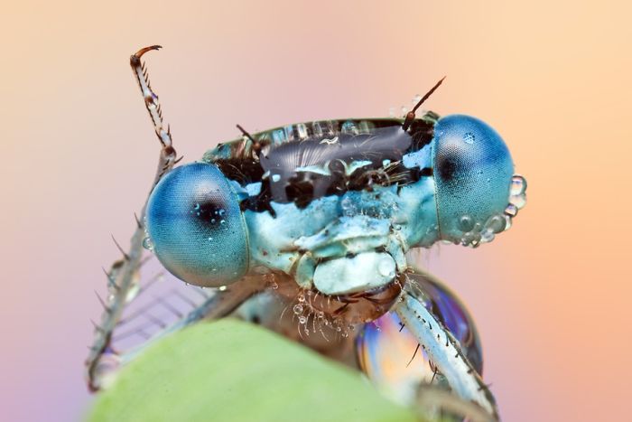 insect macro photography in the rain