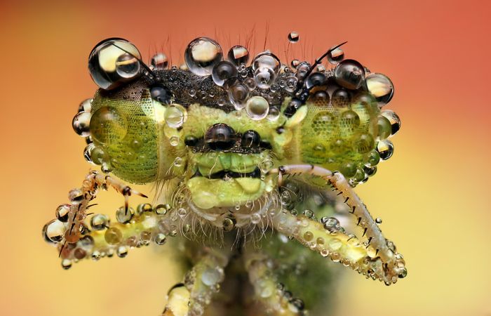 insect macro photography in the rain