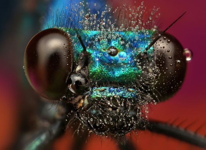 insect macro photography in the rain