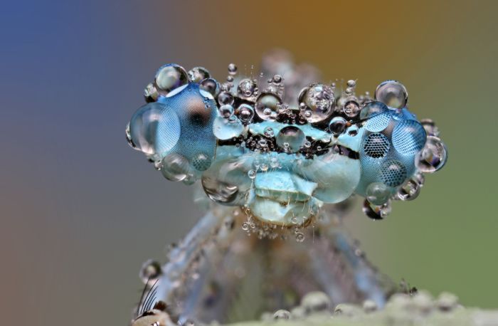 insect macro photography in the rain