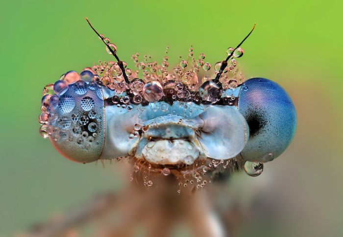 insect macro photography in the rain