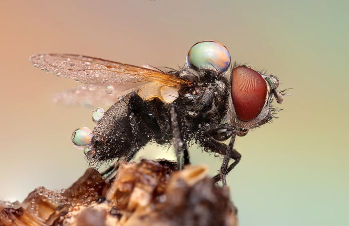 insect macro photography in the rain