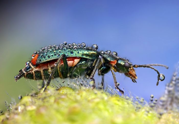 insect macro photography in the rain