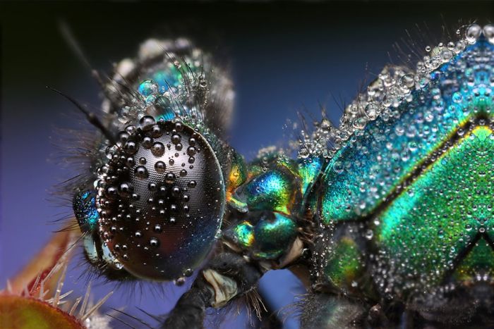 insect macro photography in the rain