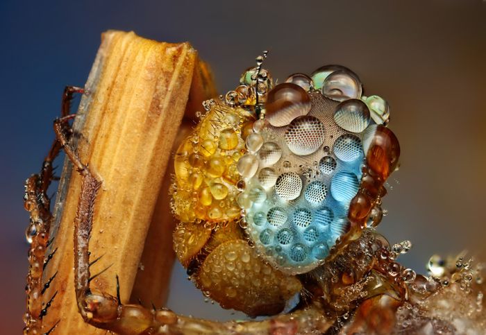 insect macro photography in the rain