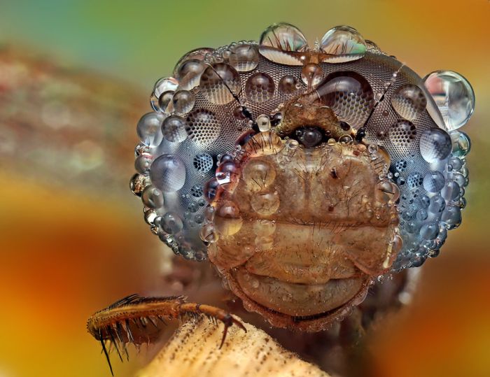 insect macro photography in the rain