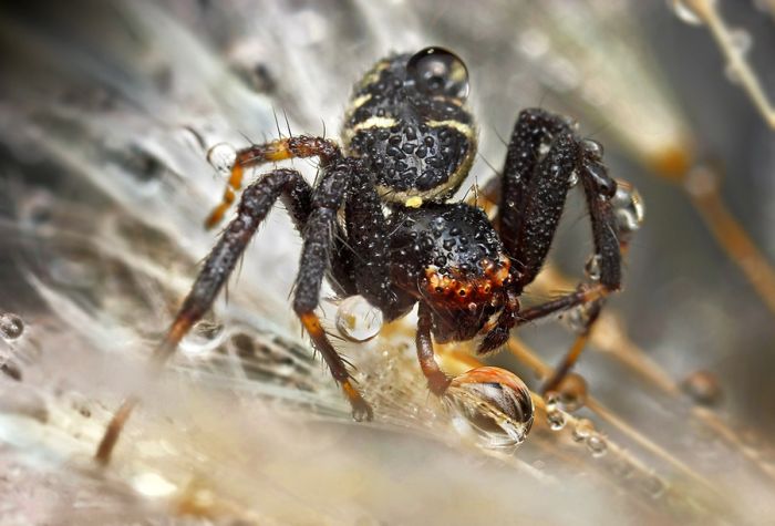 insect macro photography in the rain