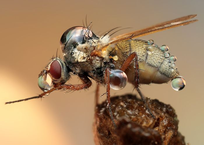 insect macro photography in the rain