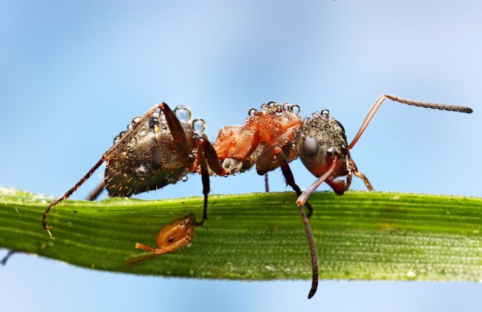 insect macro photography in the rain