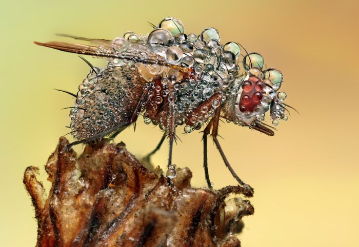 insect macro photography in the rain