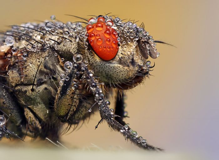 insect macro photography in the rain