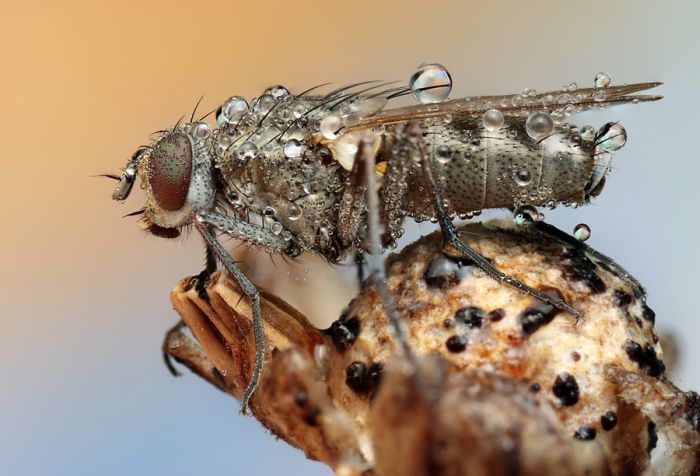 insect macro photography in the rain