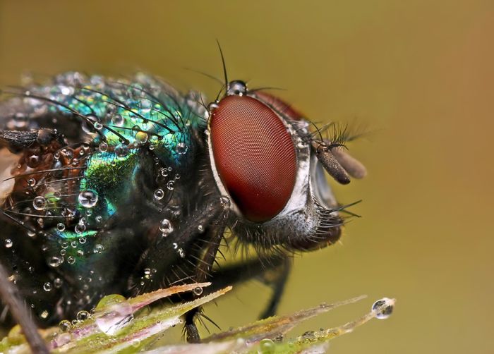 insect macro photography in the rain