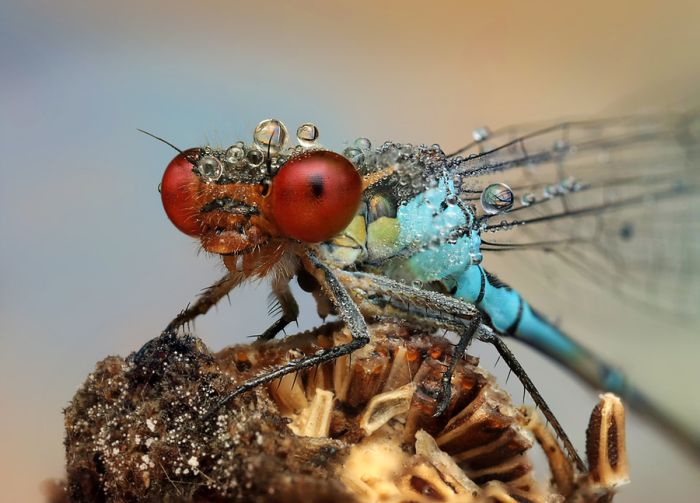 insect macro photography in the rain