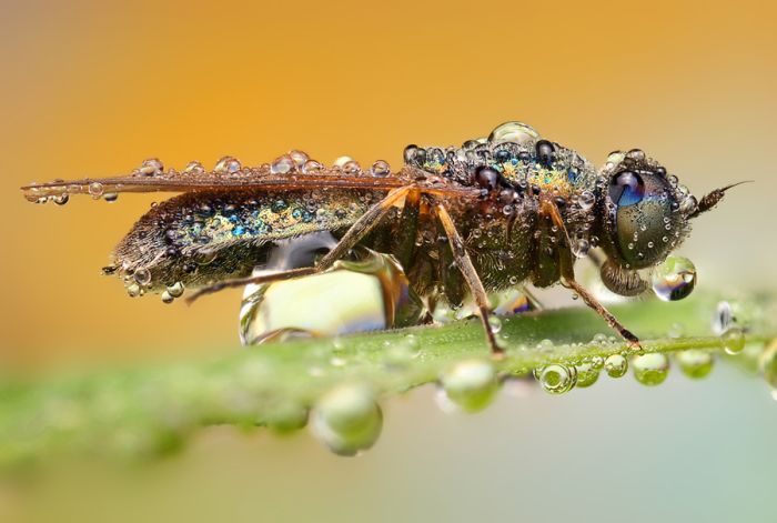 insect macro photography in the rain