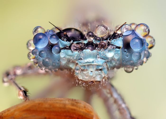 insect macro photography in the rain