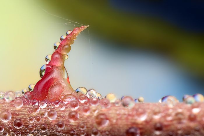 insect macro photography in the rain