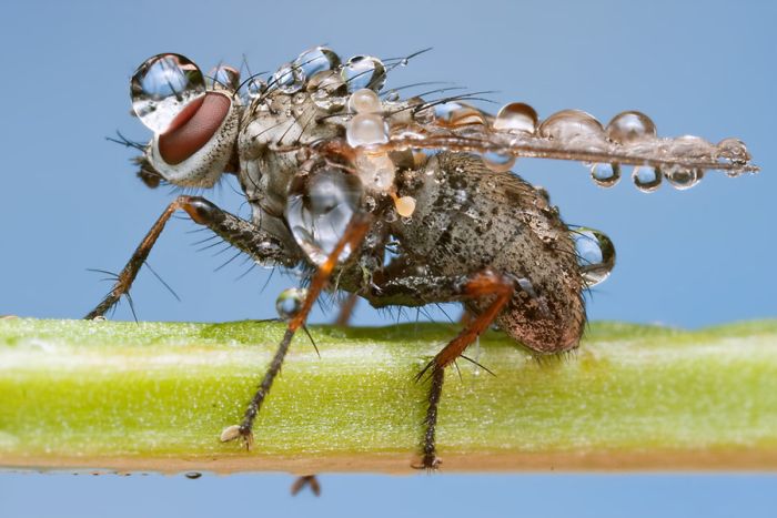 insect macro photography in the rain