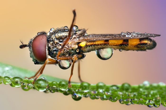 insect macro photography in the rain