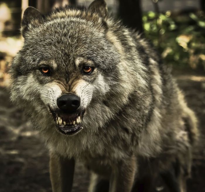 gray wolf