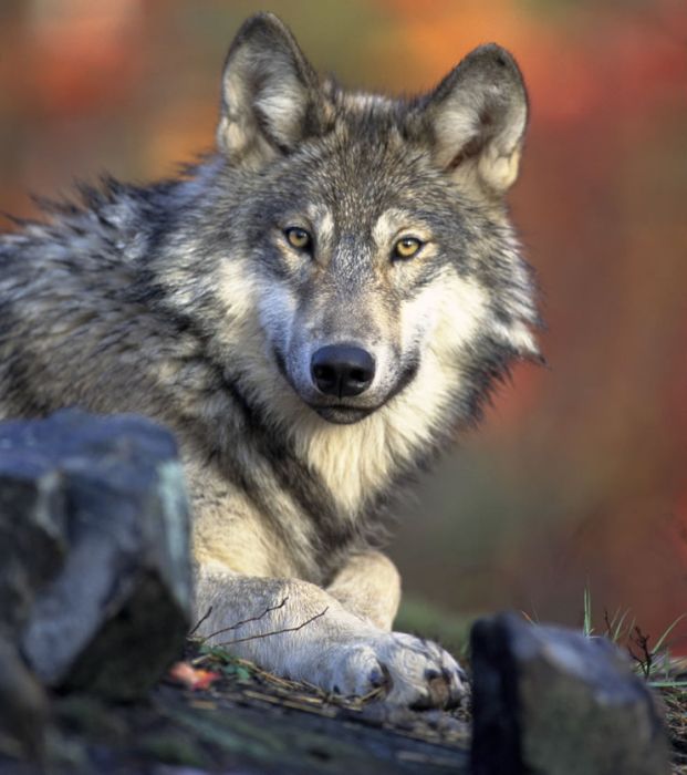 gray wolf